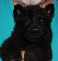 Xantiago--Black Male, a male German Shepherd Dog for sale in London, KY – Photo 1 of 3