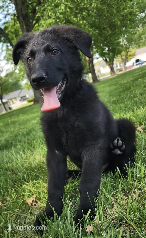 Xantiago--Black Male – German Shepherd Dog puppy for sale in London, KY