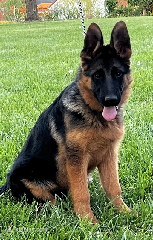 Wylma – German Shepherd Dog puppy for sale in London, KY