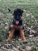 Wylma, a female German Shepherd Dog for sale in London, KY – Photo 2 of 4