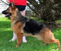 Wylma, a female German Shepherd Dog for sale in London, KY – Photo 3 of 4