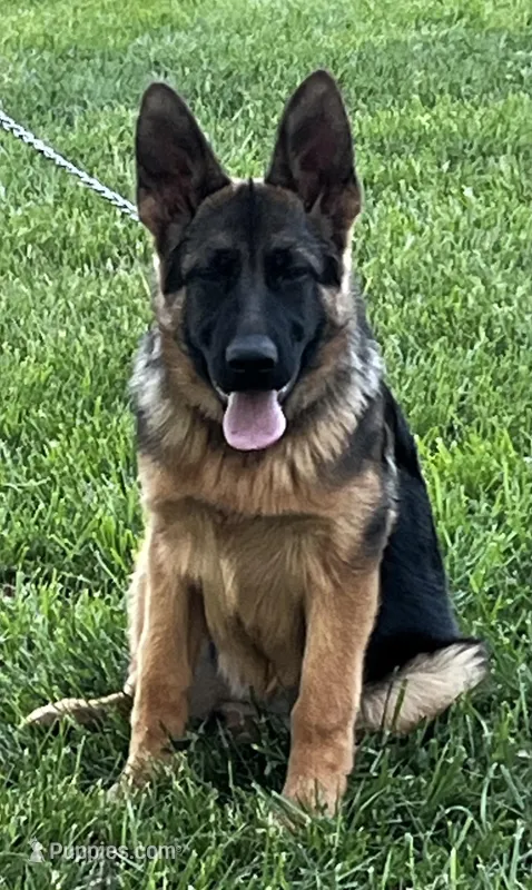 Uri – German Shepherd Dog puppy for sale in London, KY