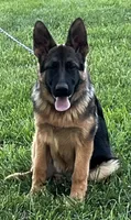 Uri, a male German Shepherd Dog for sale in London, KY – 1 of 4