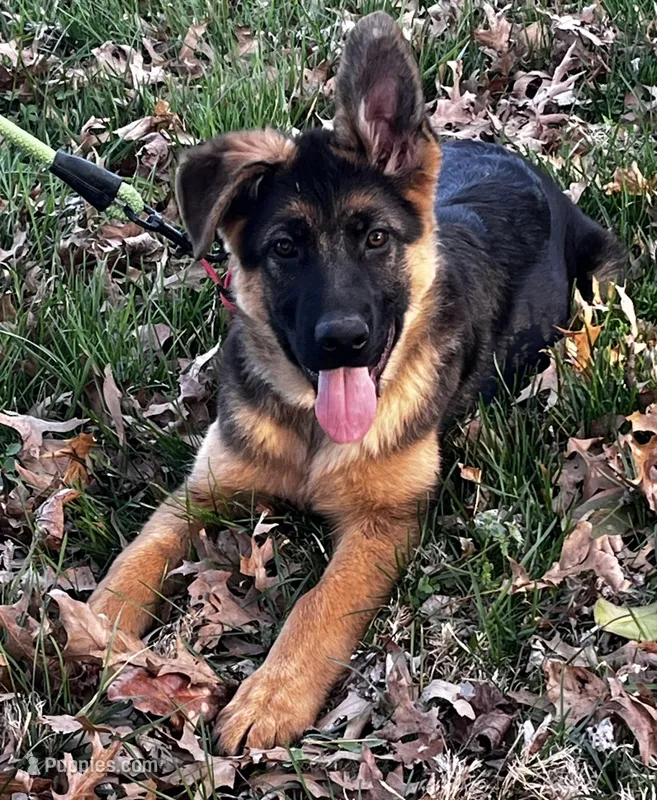 Uri – German Shepherd Dog puppy for sale in London, KY