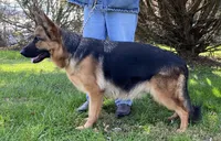 Uri, a male German Shepherd Dog for sale in London, KY – Photo 4 of 4