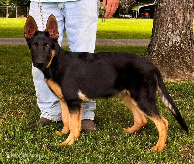 Xalomo – German Shepherd Dog puppy for sale in London, KY