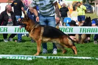 Tilly, a female German Shepherd Dog for sale in London, KY – Photo 1 of 3