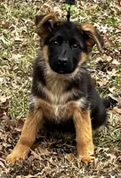 Tilly, a female German Shepherd Dog for sale in London, KY – Photo 3 of 3