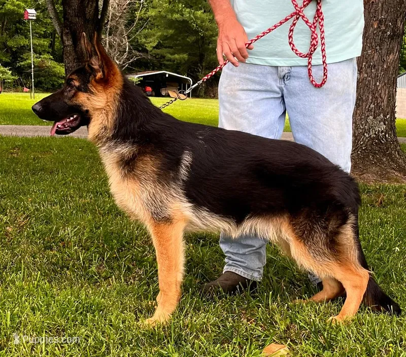 Titan – German Shepherd Dog puppy for sale in London, KY