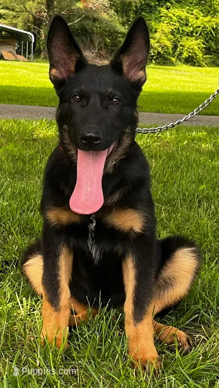 Xiggi – German Shepherd Dog puppy for sale in London, KY