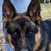 Ava, a female German Shepherd Dog for sale in London, KY – Photo 3 of 3