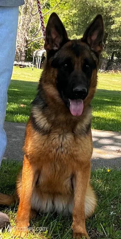 Ava/Pending – German Shepherd Dog puppy for sale in London, KY