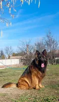 Ava, a female German Shepherd Dog for sale in London, KY – Photo 5 of 5
