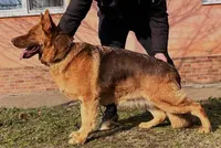 Ava, a female German Shepherd Dog for sale in London, KY – Photo 4 of 5