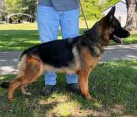 Ava/Pending, a female German Shepherd Dog for sale in London, KY – Photo 2 of 4