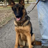 Ava, a female German Shepherd Dog for sale in London, KY – Photo 1 of 3