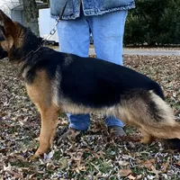 Ava, a female German Shepherd Dog for sale in London, KY – Photo 2 of 3