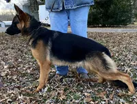 Ava, a female German Shepherd Dog for sale in London, KY – Photo 2 of 3