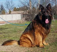 Ava/Pending, a female German Shepherd Dog for sale in London, KY – Photo 4 of 4