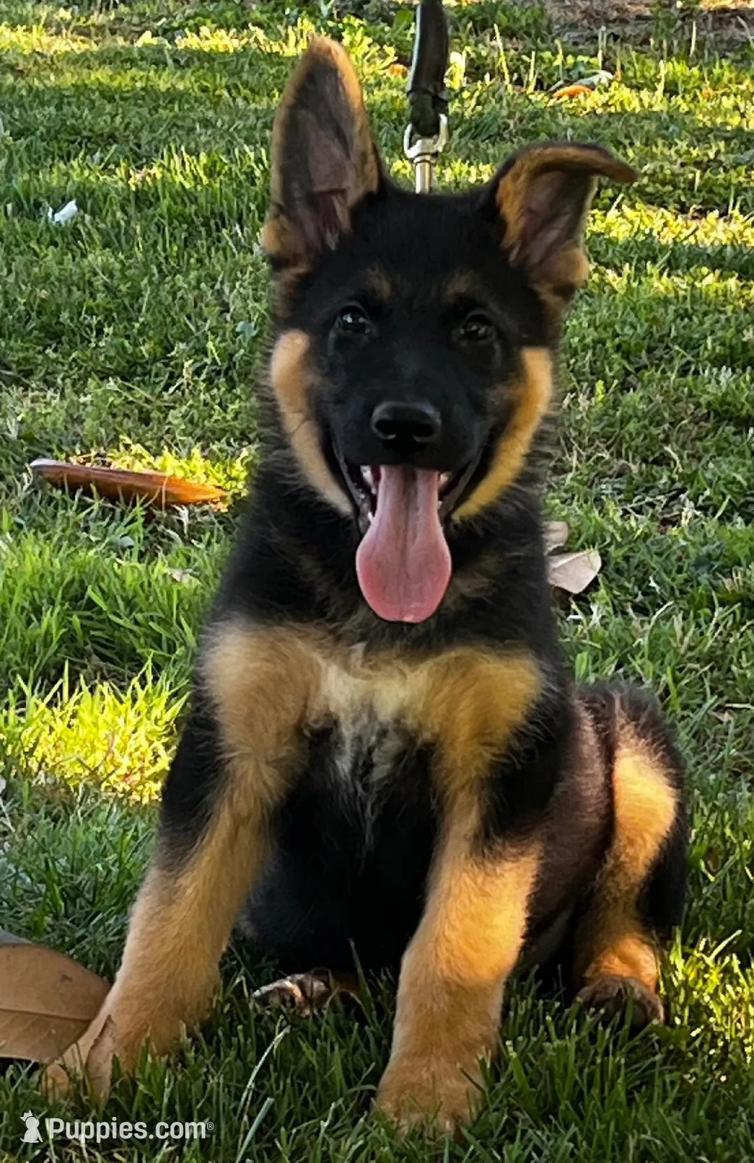 Xaviar, a male German Shepherd Dog for sale in London, KY – Photo 1 of 3