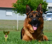 Titan, a male German Shepherd Dog for sale in London, KY – 5 of 5