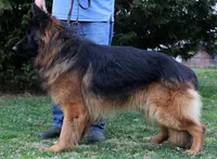 Larry, a male German Shepherd Dog for sale in London, KY – Photo 2 of 3