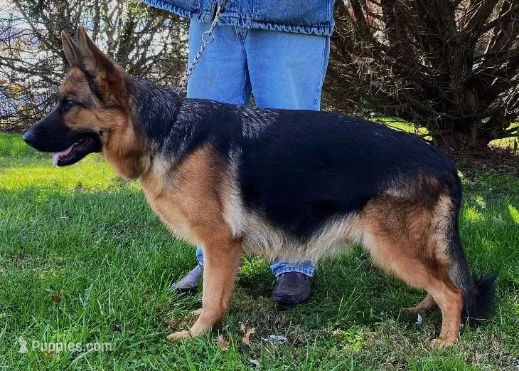 Larry, a male German Shepherd Dog for sale in London, KY – Photo 1 of 3
