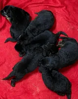 Larry, a male German Shepherd Dog for sale in London, KY – Photo 3 of 3