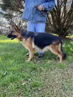 LONGCOAT/Urbana, a female German Shepherd Dog for sale in London, KY – Photo 2 of 5
