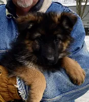 LONGCOAT/Urbana, a female German Shepherd Dog for sale in London, KY – Photo 1 of 5