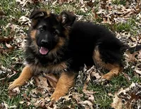 LONGCOAT/Urbana, a female German Shepherd Dog for sale in London, KY – Photo 5 of 5