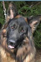 LONGCOAT/Urbana, a female German Shepherd Dog for sale in London, KY – Photo 4 of 5