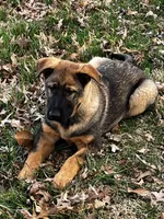 Vero, a male German Shepherd Dog for sale in London, KY – Photo 2 of 4