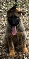Vero, a male German Shepherd Dog for sale in London, KY – Photo 1 of 2
