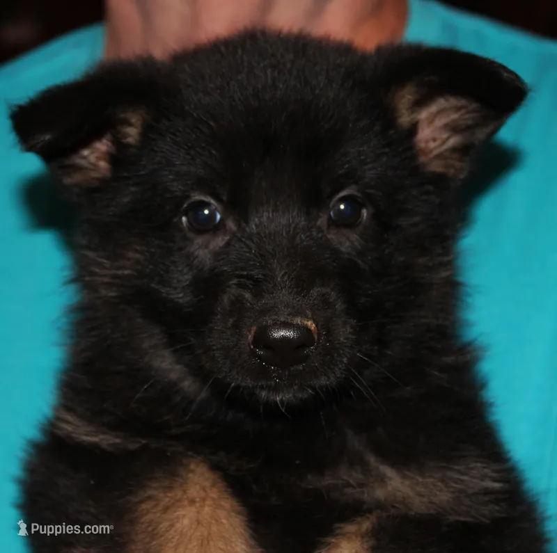 Xonje – German Shepherd Dog puppy for sale in London, KY