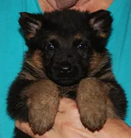 Xonje, a male German Shepherd Dog for sale in London, KY – Photo 1 of 3