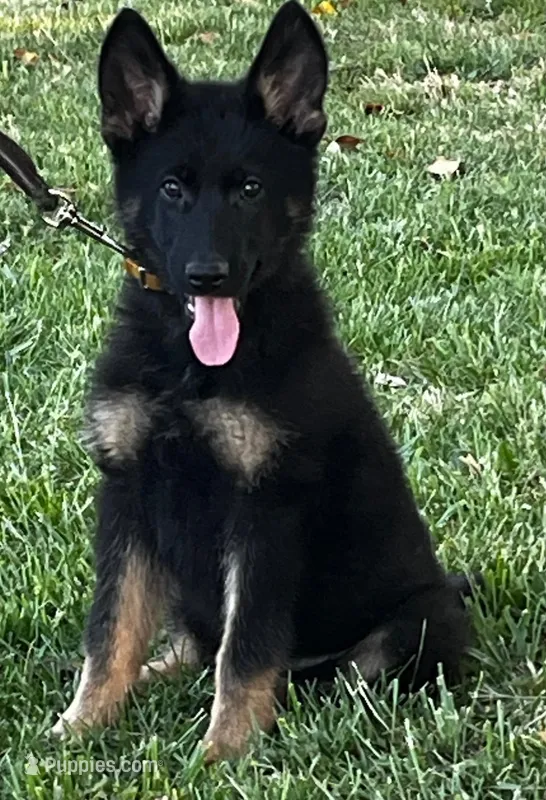 Xonje – German Shepherd Dog puppy for sale in London, KY