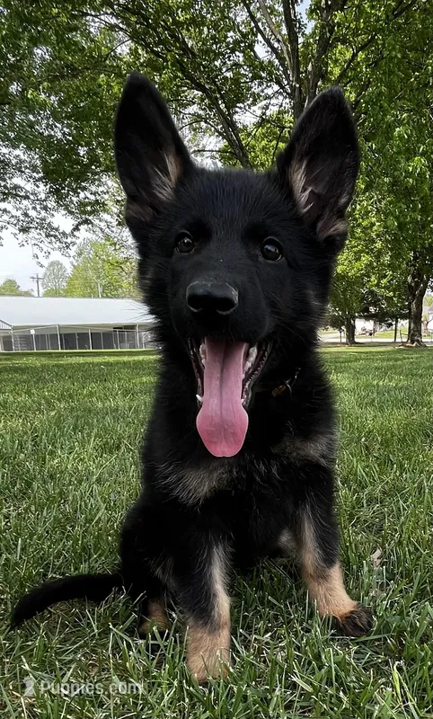 Xonje – German Shepherd Dog puppy for sale in London, KY