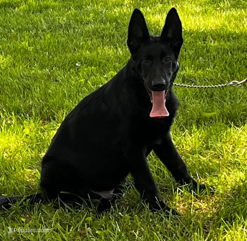 Xantiago--PENDING – German Shepherd Dog puppy for sale in London, KY