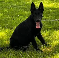 Xantiago--PENDING, a male German Shepherd Dog for sale in London, KY – 1 of 3
