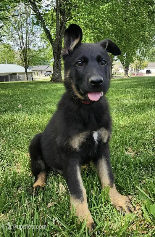 Xepp – German Shepherd Dog puppy for sale in London, KY