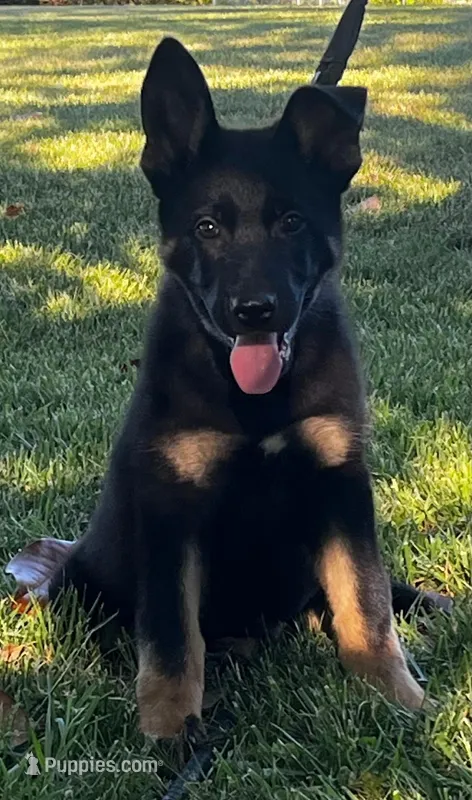 Xepp – German Shepherd Dog puppy for sale in London, KY