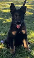 Xepp, a male German Shepherd Dog for sale in London, KY – 1 of 3