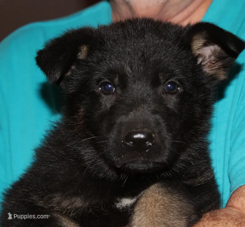 Xepp – German Shepherd Dog puppy for sale in London, KY