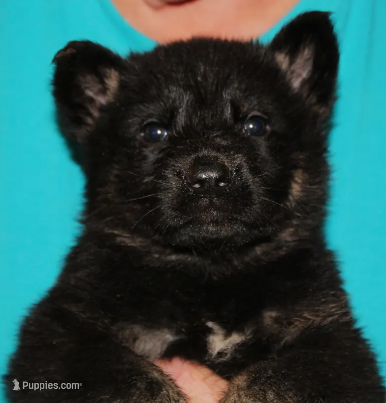 Xepp – German Shepherd Dog puppy for sale in London, KY