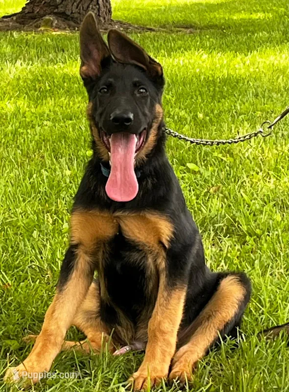 Xalomo – German Shepherd Dog puppy for sale in London, KY
