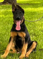 Xalomo, a male German Shepherd Dog for sale in London, KY – 1 of 3