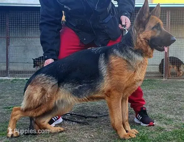 Mario, a  German Shepherd Dog for sale in London, KY – Photo 1 of 2