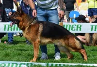 Titan, a male German Shepherd Dog for sale in London, KY – 4 of 5