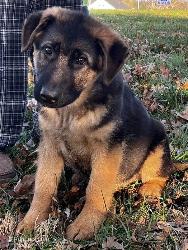 Uffo – German Shepherd Dog puppy for sale in London, KY